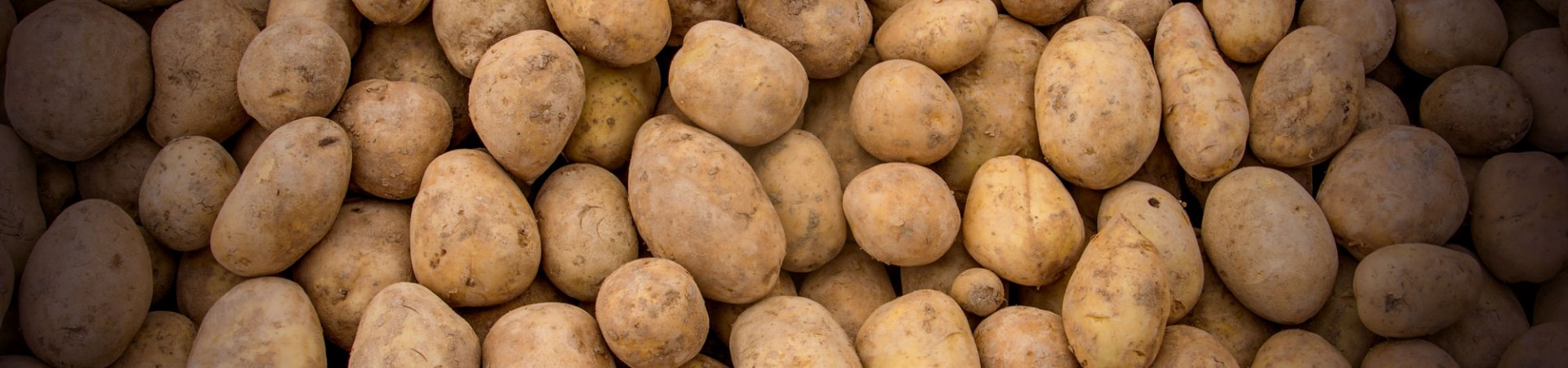 Protecting Your Potato Crop